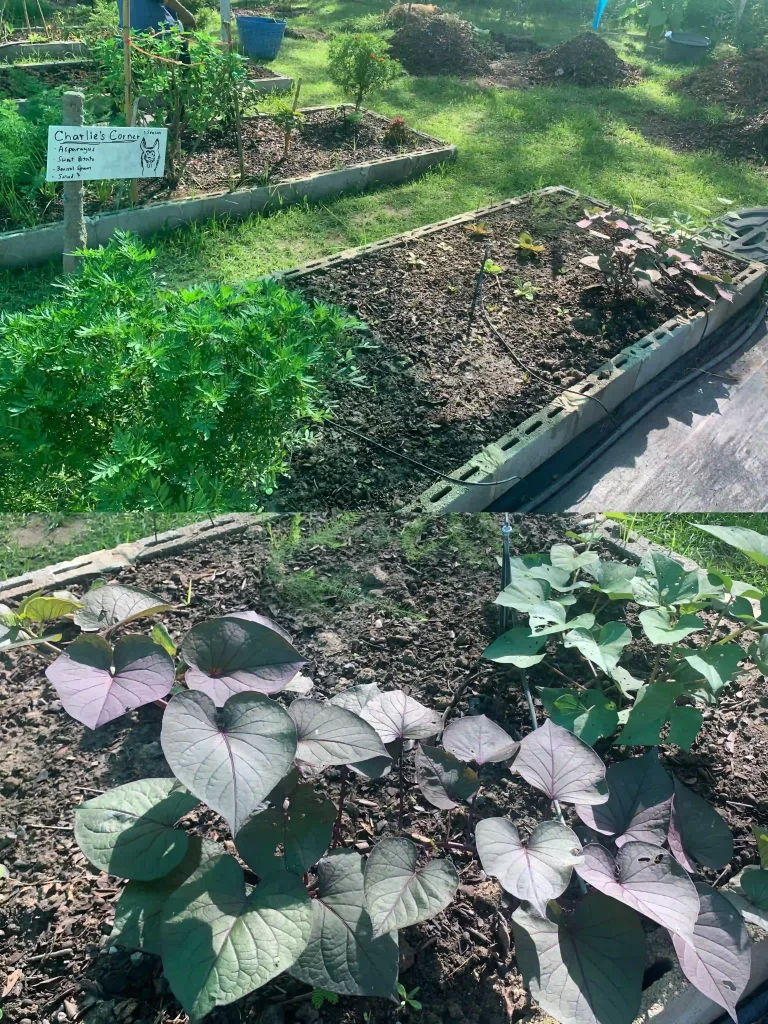 68e2093b A947 48cd A67e 404941f66d82