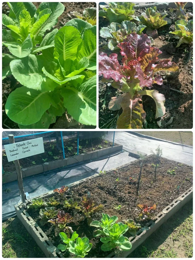 A4dec933 08f9 42fc 9b80 A9cec5dfd5ef